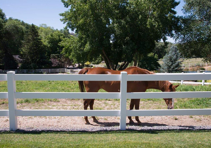 A brown horse behind a white 3-rail vinyl ranch fence near Atwater, California.
