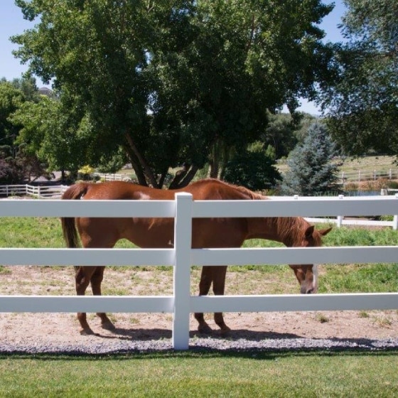 A brown horse standing behind white 3-rail ranch rail fencing, some of our farm and ranch vinyl fences near Carpinteria, California.
